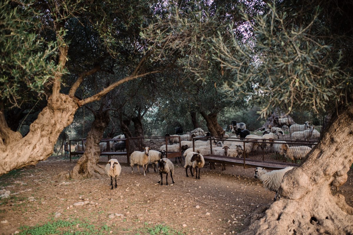 Rustic elopement on the island of Crete - Wedding Photographer